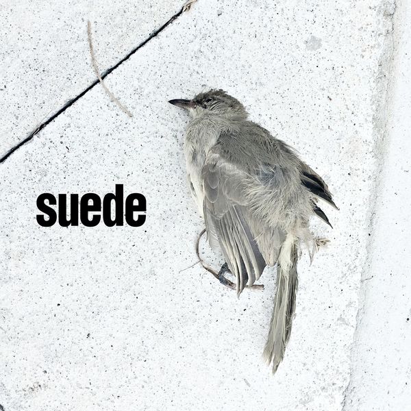 Suede – The Invisibles(16Bit-44.1kHz)-OppsUpro音乐帝国